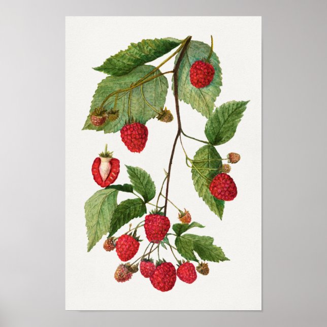 Gren vid färgmålning av Blackberry Fruit Watercolo Poster (Framsidan)