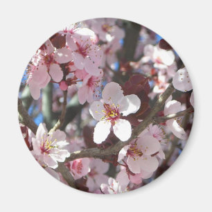 Gren vid Rosa Blommar Vår Blommigten Magnet