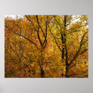 Grenar av gula blad Ljus höst Färgrik Poster