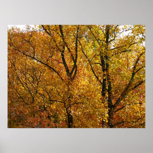 Grenar av gula blad Ljus höst Färgrik Poster (Framsidan)