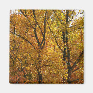 Grenar av Gult Lämnar Bright Autumn Colorful Magnet