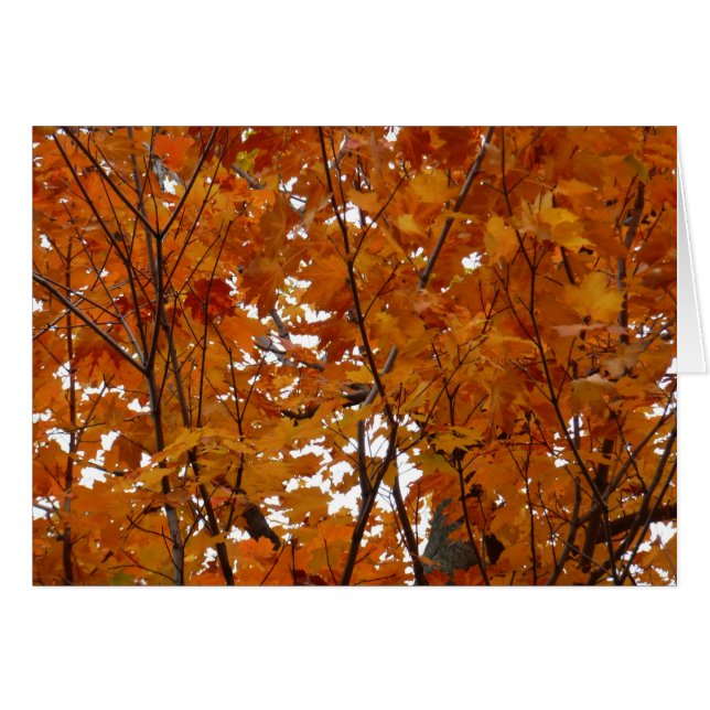 Grenar av lönnlöv I Orange höst Hälsningskort (Framsidan Horizontal)