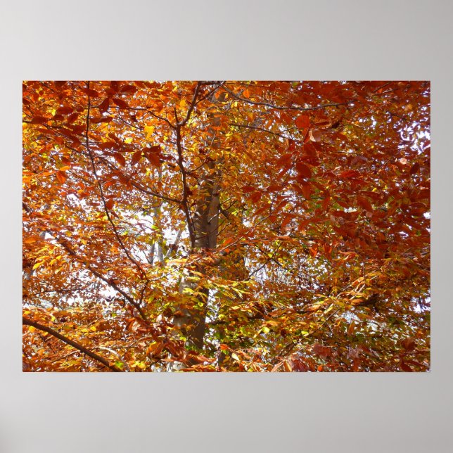 Grenar av orange blad Höst Natur Poster (Framsidan)