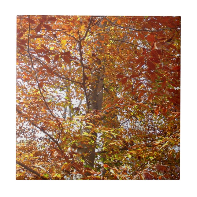 Grenar av Orange Lövs höstkaraktär Kakelplatta (Framsidan)