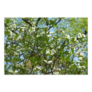 Grenar i Dogwood Blommar Vår Träd Fototryck
