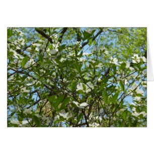 Grenar i Dogwood Blommar Vår Träd Hälsningskort