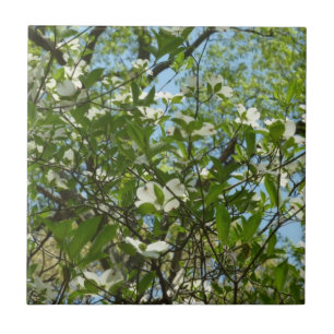 Grenar i Dogwood Blommar Vår Träd Kakelplatta