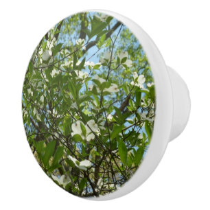 Grenar i Dogwood Blommar Vår Träd Knopp