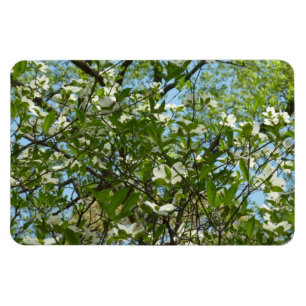 Grenar i Dogwood Blommar Vår Träd Magnet