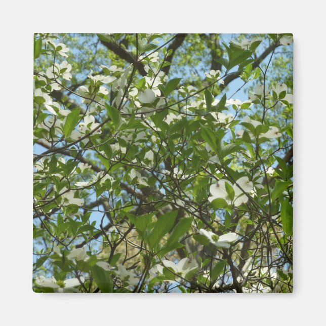 Grenar i Dogwood Blommar Vår Träd Magnet (Framsidan)
