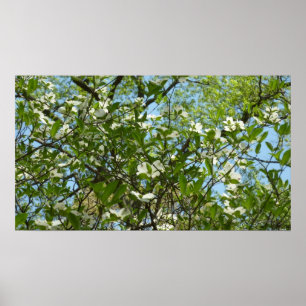 Grenar i Dogwood Blommar Vår Träd Poster