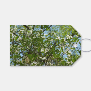 Grenar i Dogwood Blommar Vår Träd Presentetikett