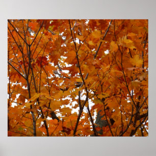 Grenar i Maple Lövs I Orange Hösten Poster