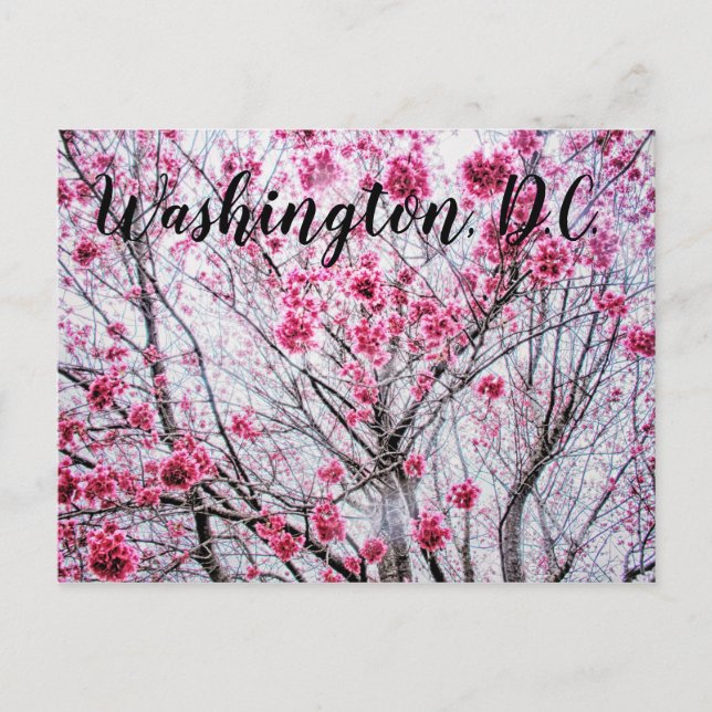 Grenar och blommor från ett Cherry Träd Vykort (Framsida)