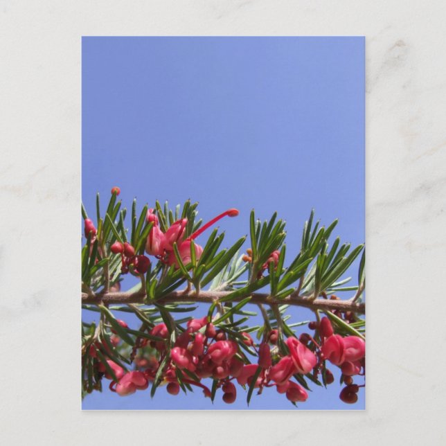 Grevillea Flower vycard Vykort (Framsida)