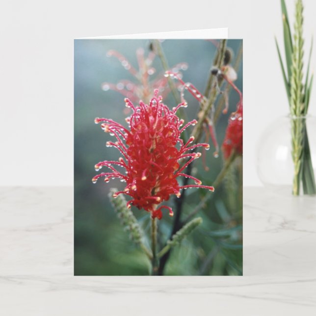 Grevillea julkort helgkort (Framsida)