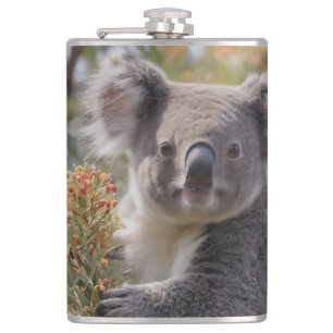 Grevillea Koala Bear Fickplunta