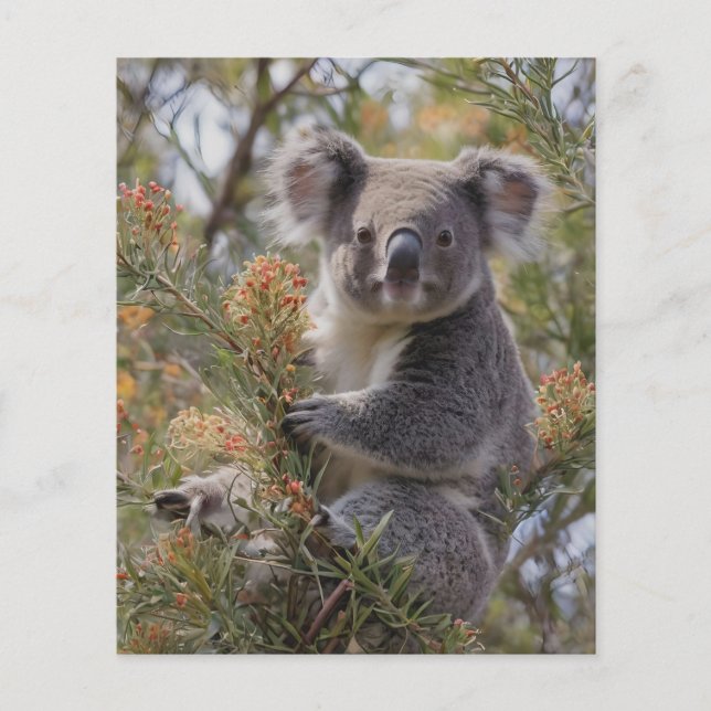 Grevillea Koala Bear Flygblad (Framsidan)
