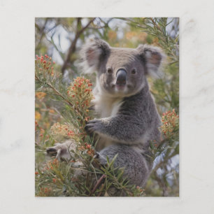 Grevillea Koala Bear Flygblad