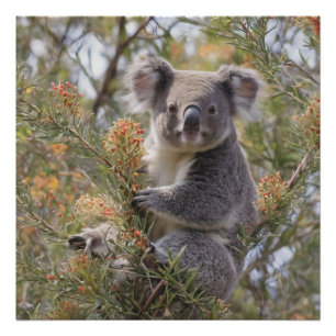 Grevillea Koala Bear Fototryck