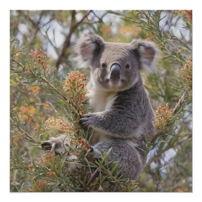 Grevillea Koala Bear Fototryck (Framsidan)
