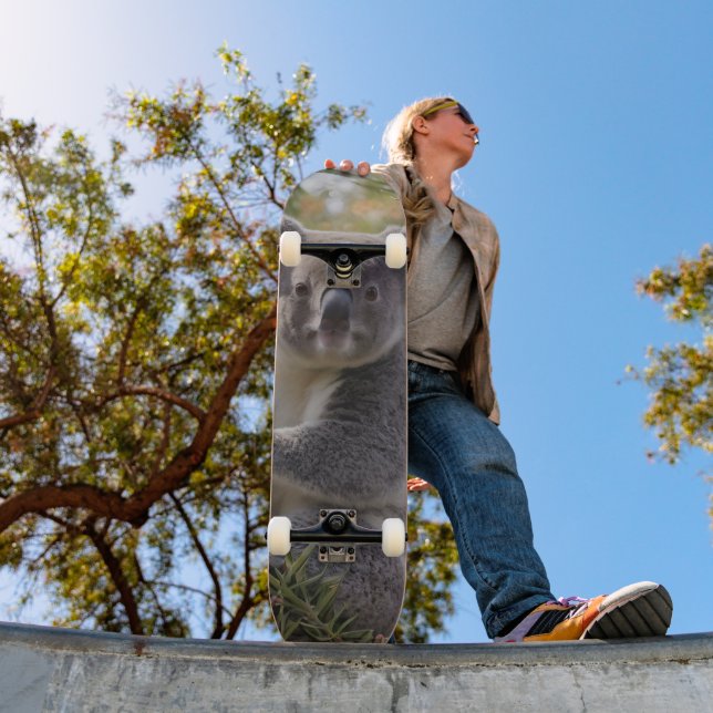 Grevillea Koala Bear Mini Skateboard Bräda 18,5 Cm (Utomhus 1)