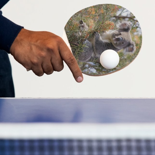 Grevillea Koala Bear Pingisracket (Insitu)