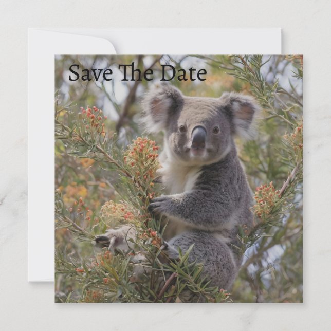 Grevillea Koala Bear Spara Datumet (Framsida)