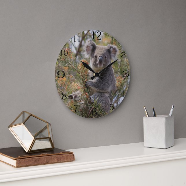 Grevillea Koala Bear Stor Klocka (Kontor)