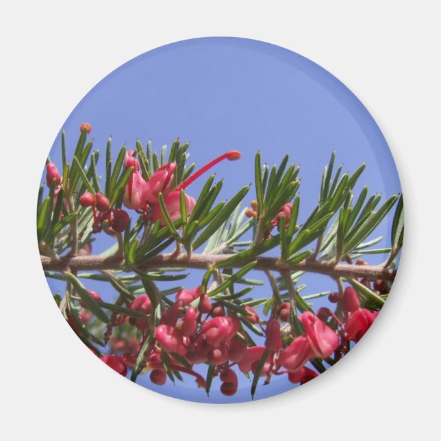 Grevillea Plant Magnet (Framsidan)
