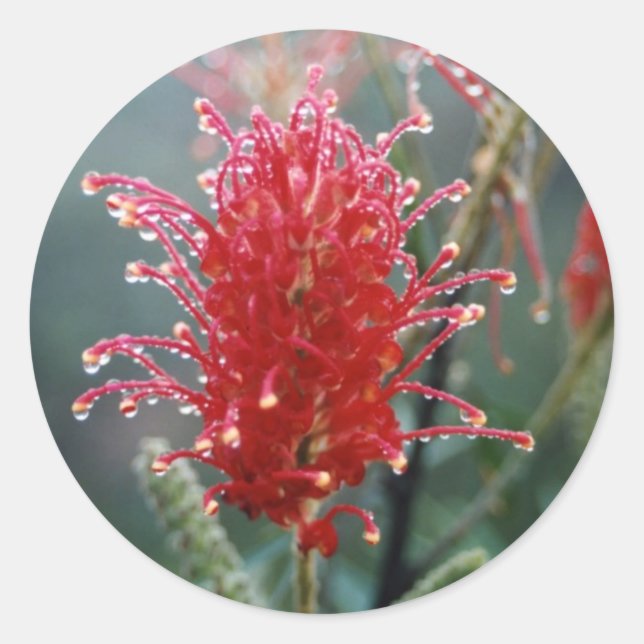 Grevillea Runt Klistermärke (Framsida)