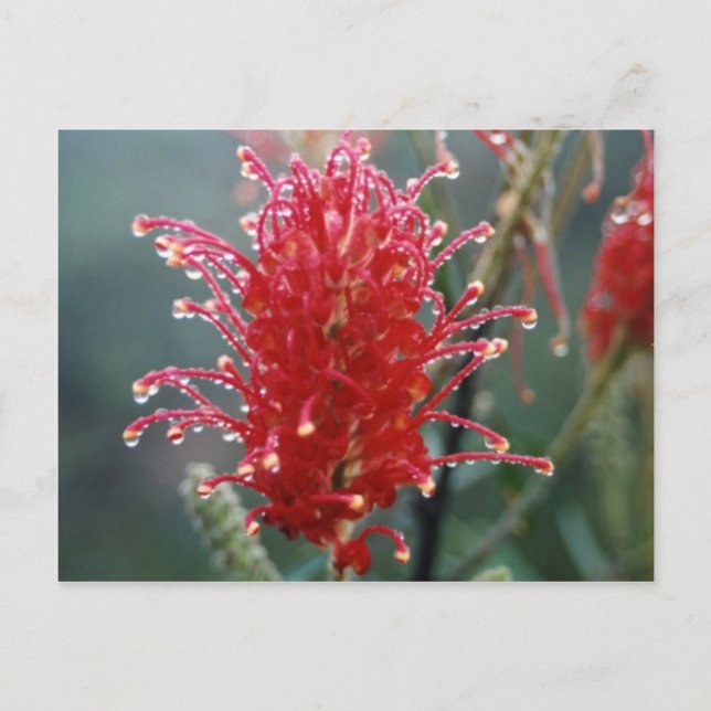 Grevillea Vykort (Framsida)