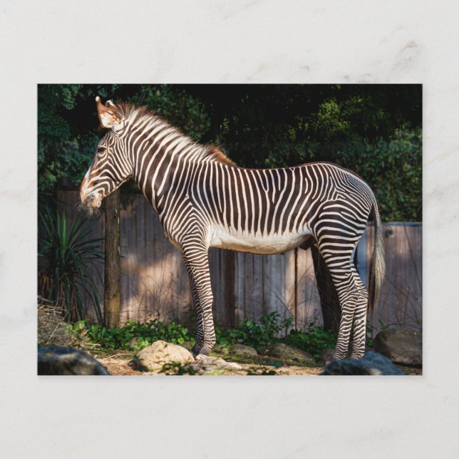 Grevy's Zebra Postcard Vykort (Framsida)
