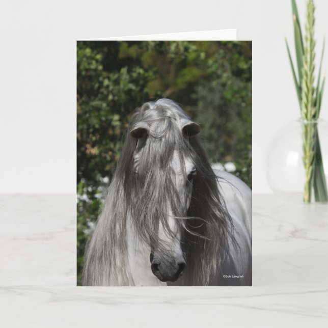 Grey Andalucian Stallion Headshot Long Mane Kort (Framsida)