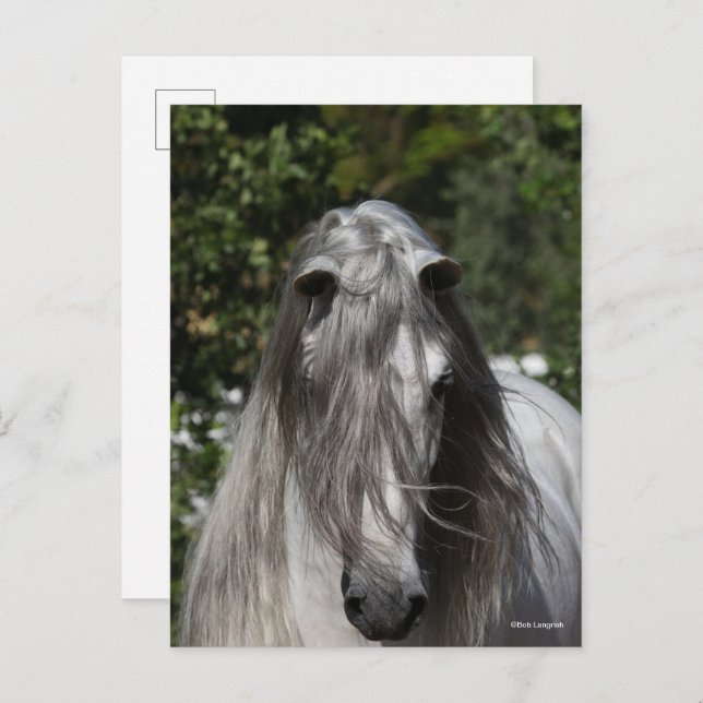 Grey Andalucian Stallion Headshot Long Mane Vykort (Fram/baksida)
