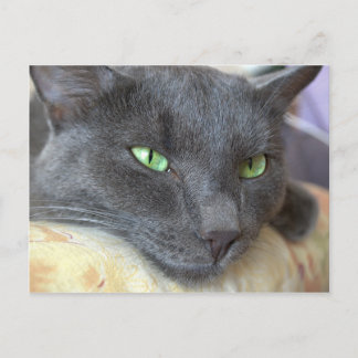 Grey cat postcard vykort