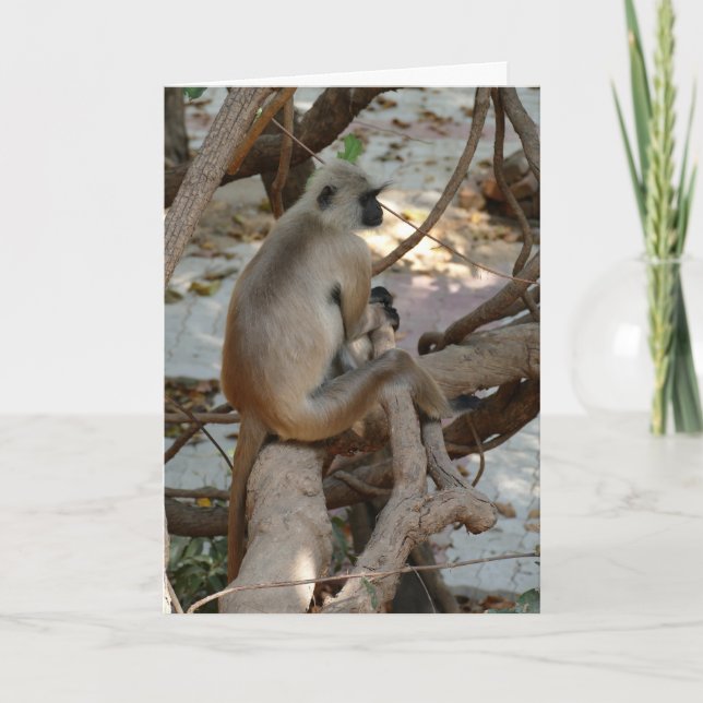 Grey Langur - Take a Rest Kort (Framsida)