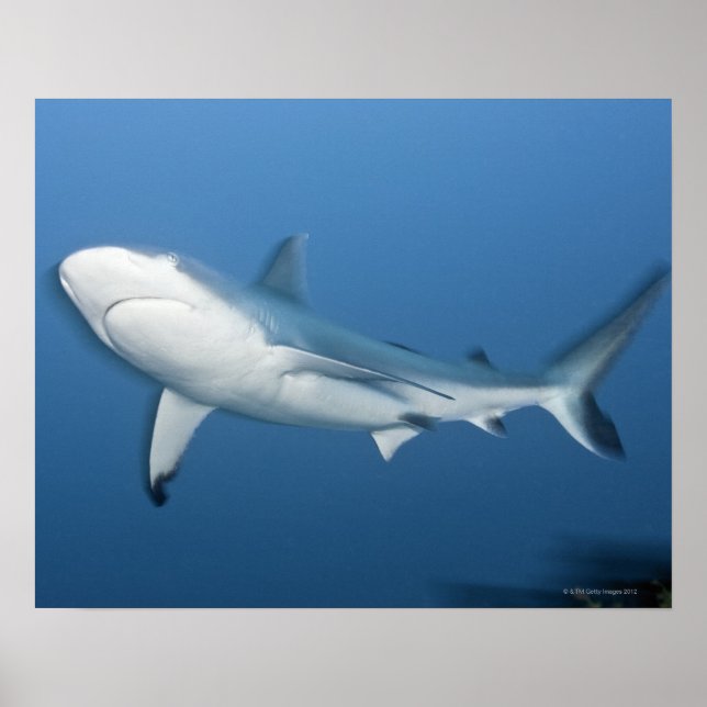 Grey reef shark (Carcharhinus amblyrhynchos) Poster (Framsidan)