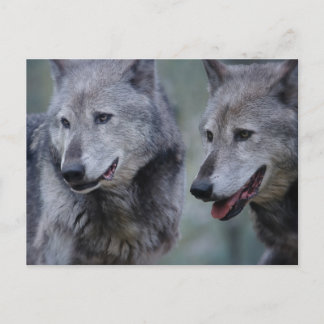 Grey wolf vykort