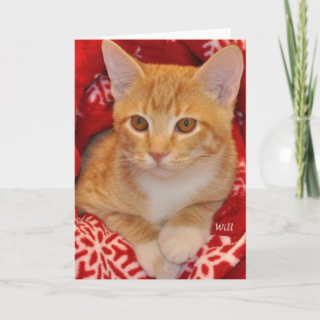 Greyfoot Cat Rädding Helgdag Orange Tabby Card Helgkort (Framsida)