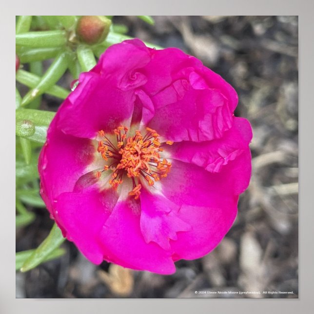 Greyforaday Lila Blommigt Skriv ut Poster (Framsidan)