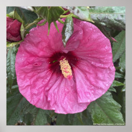 greyforaday Purple Floral Print Poster