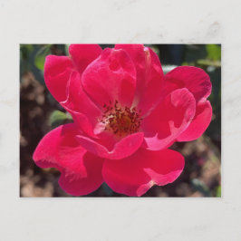 Greyforaday Red Blommigt Card Vykort