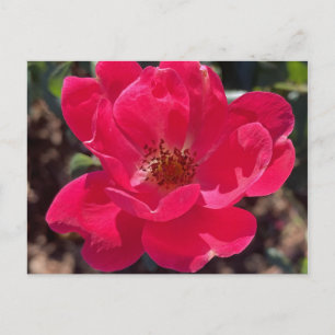 Greyforaday Red Blommigt Card Vykort