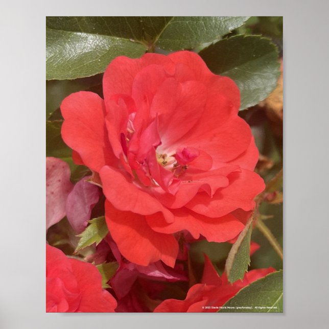 greyforaday Red Floral Print Poster (Framsidan)
