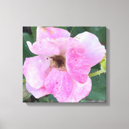 Greyforaday Rosa Blommigt Skriv ut Canvastryck