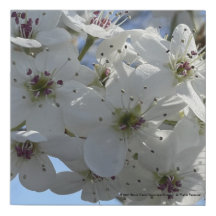 Greyforaday White Blommigt Skriv ut