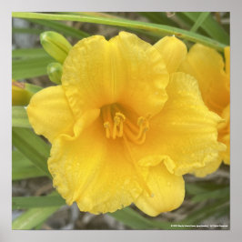 greyforaday Yellow Floral Print Poster