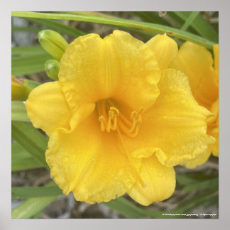 greyforaday Yellow Floral Print Poster