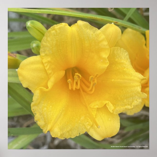 greyforaday Yellow Floral Print Poster (Framsidan)